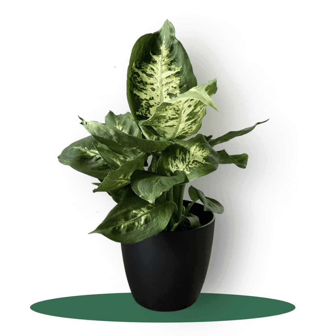 Plants example